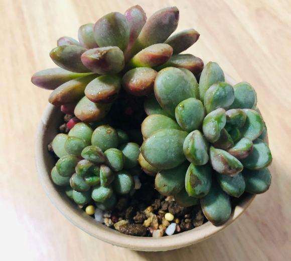 上海阳台多肉怎么度夏的方法