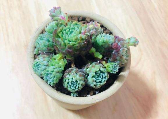 上海阳台多肉怎么度夏的方法