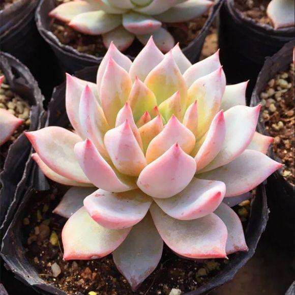 中国最适合养多肉的地方是哪里