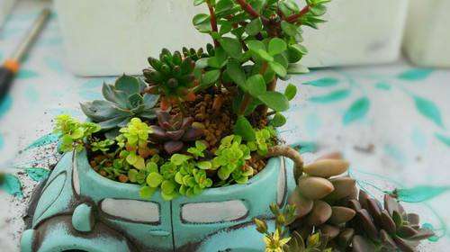 为什么云南是最适合养多肉的地方