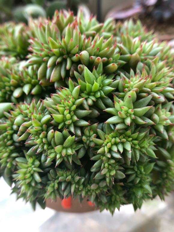 上海多肉什么土壤最好 求土的配方