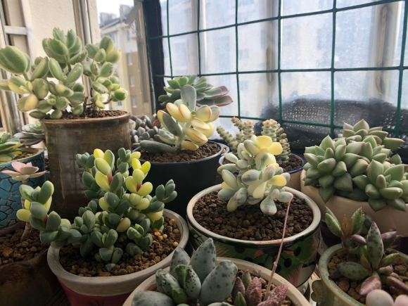 上海多肉什么土壤最好 求土的配方