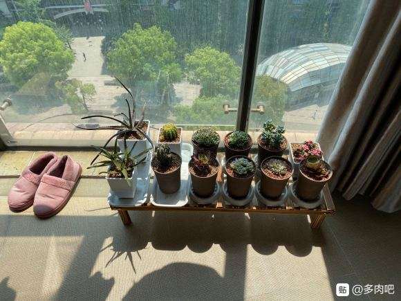 家里哪个位置比较适合放置多肉