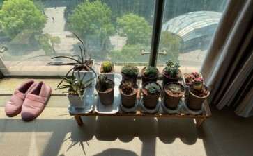 家里哪个位置比较适合放置多肉