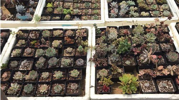 上海先农苗圃的多肉大棚