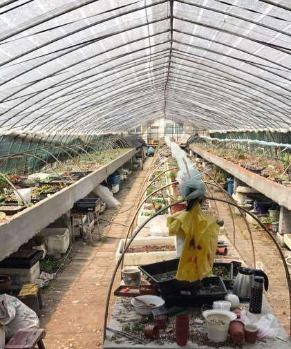 上海先农苗圃的多肉大棚