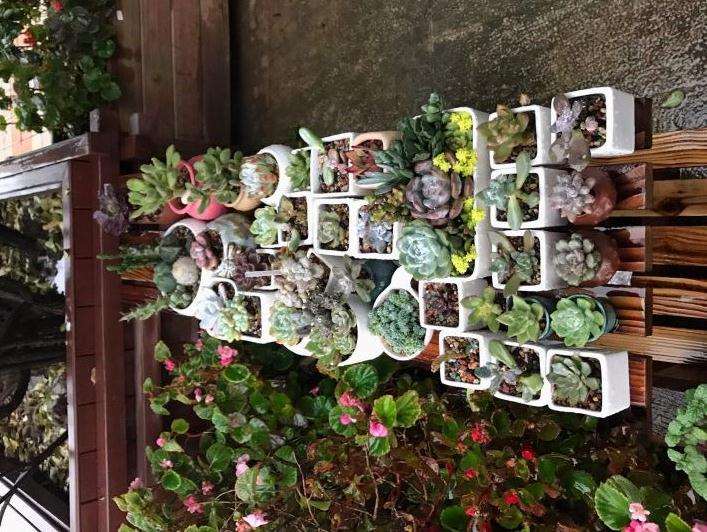 上海多肉冬天要进屋吗