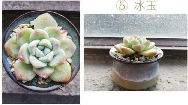 上海多肉冬天要进屋吗