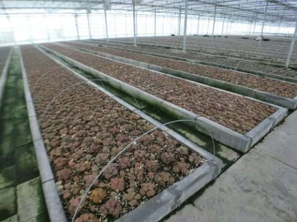 上海哪里有多肉大棚啊