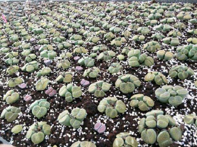 上海哪里有多肉大棚啊