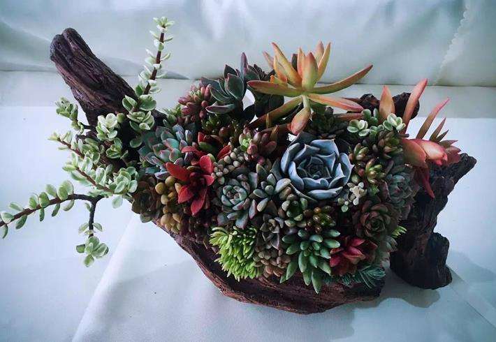 阳台多肉 气温多少度要拉防晒网