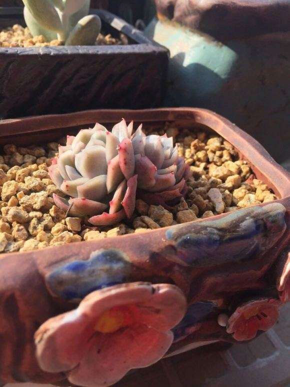 上海露养多肉 何时上遮阳网最好