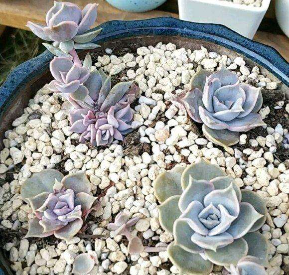 上海露养多肉 何时上遮阳网最好