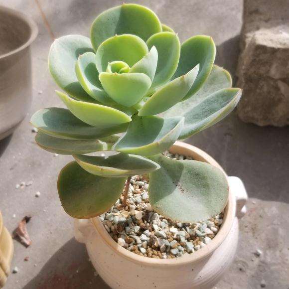 上海零度左右多肉怎么过冬呢