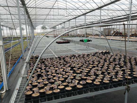 上海浦东新区出租转让多肉大棚