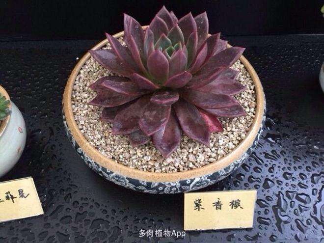 上海的孙桥多肉植物市场