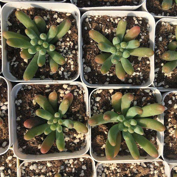 天津哪里有卖多肉的市场