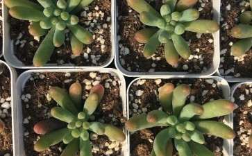 天津哪里有卖多肉的市场