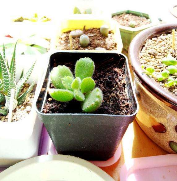 天津曹庄花卉市场购买多肉