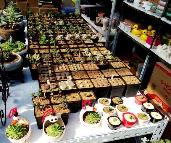 天津曹庄花卉市场购买多肉
