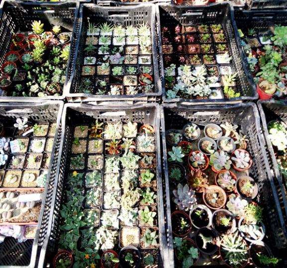 天津曹庄花卉市场购买多肉