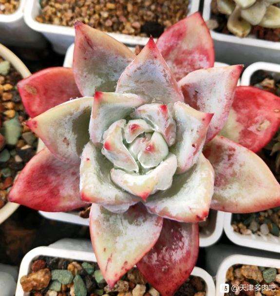 去天津曹庄花市摆摊卖多肉