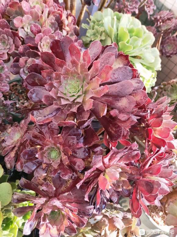 去天津曹庄花市摆摊卖多肉