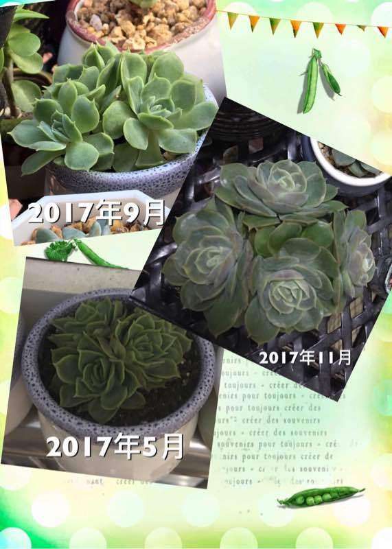 天津的冬天多肉可不可以露养吗 图片