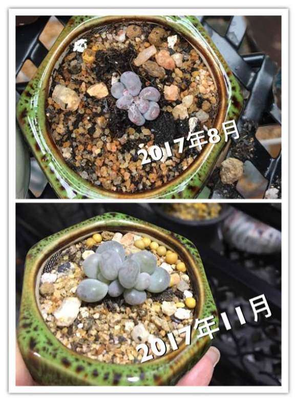 天津的冬天多肉可不可以露养吗 图片