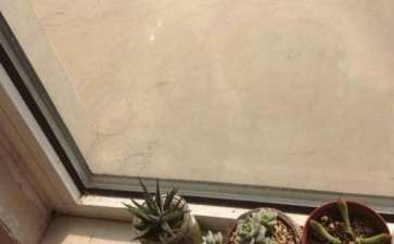 在天津 多肉可以露养吗 图片