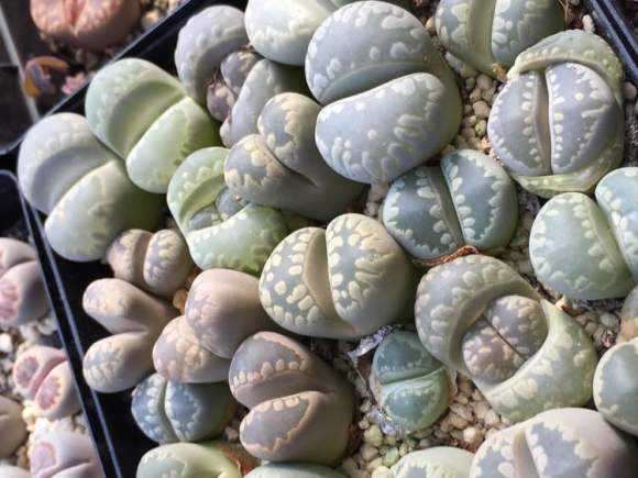 天津多肉什么时候搬回室内