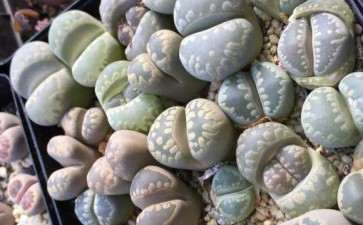 天津多肉什么时候搬回室内 最好