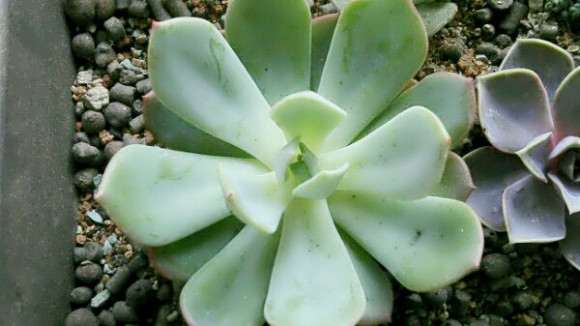 天津哪有多肉大棚 求告知地址