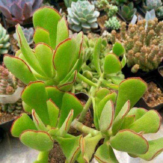 有人去过天津多肉大棚吗