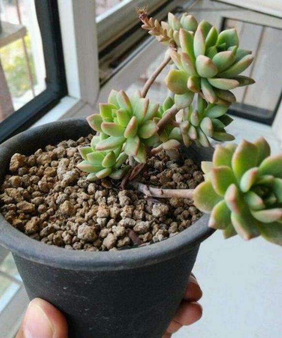 有人去过天津多肉大棚吗