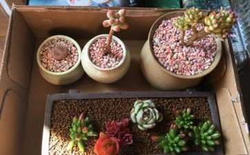 怎么在天津多肉大棚选择多肉的方法