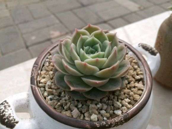 天津北辰西道上的多肉大棚地址和联系方式