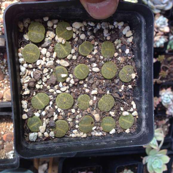 天津东丽区无暇街生态园多肉大棚