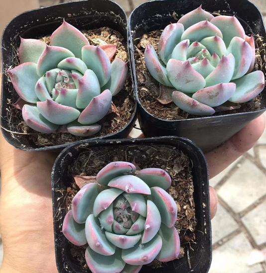 天津有多肉基地或者大棚吗