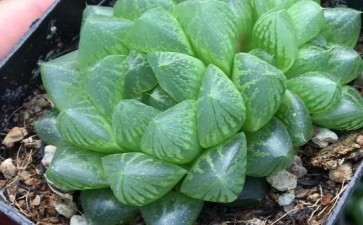 天津有多肉基地或者大棚吗 想进些货