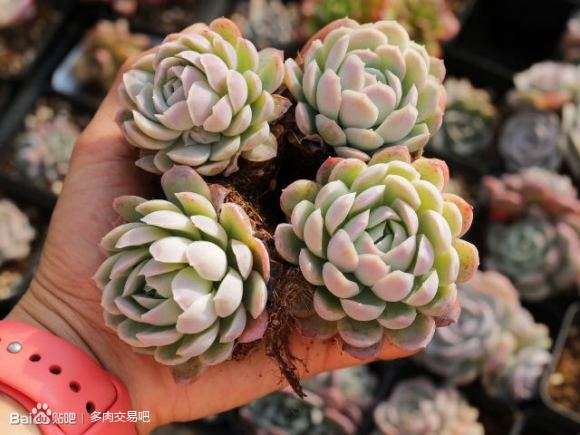 天津北辰多肉大棚组织团购活动