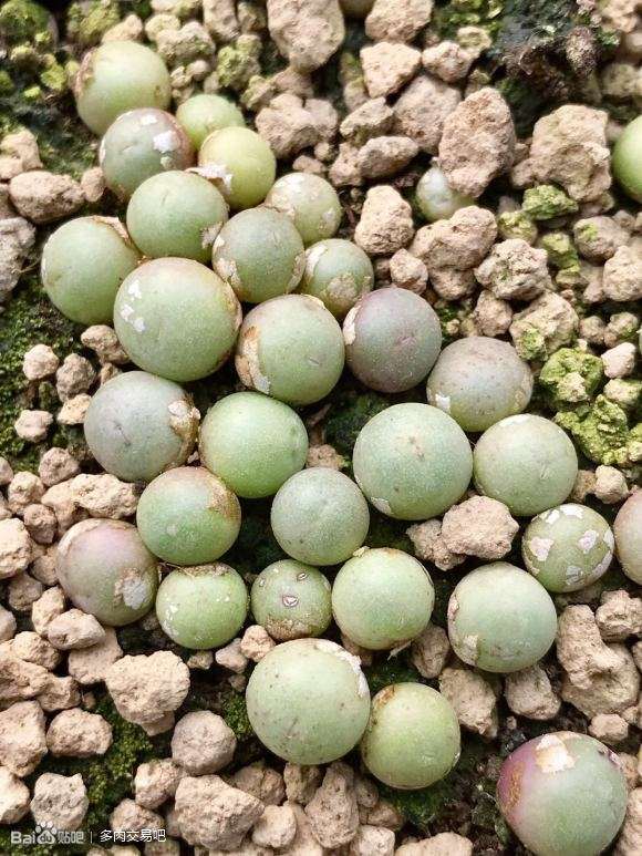 天津北辰多肉大棚组织团购活动