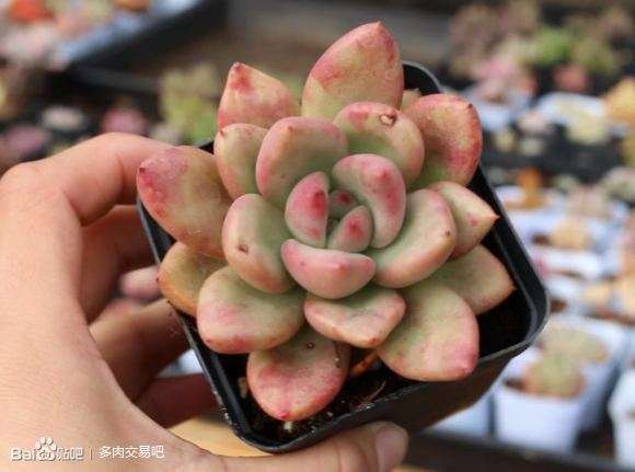 天津北辰多肉大棚组织团购活动