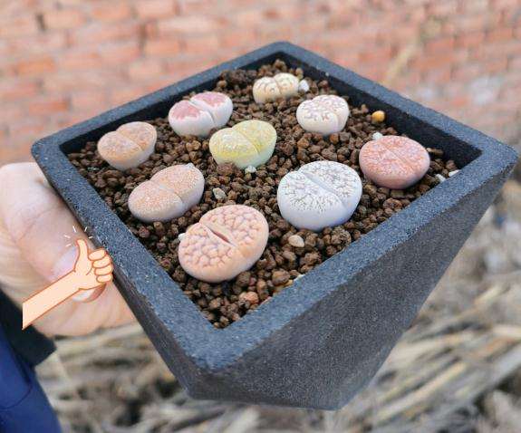 北京多肉大棚买的生石花