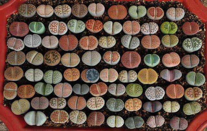 天津哪有生石花多肉大棚啊