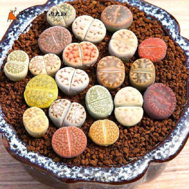 天津哪有生石花多肉大棚啊