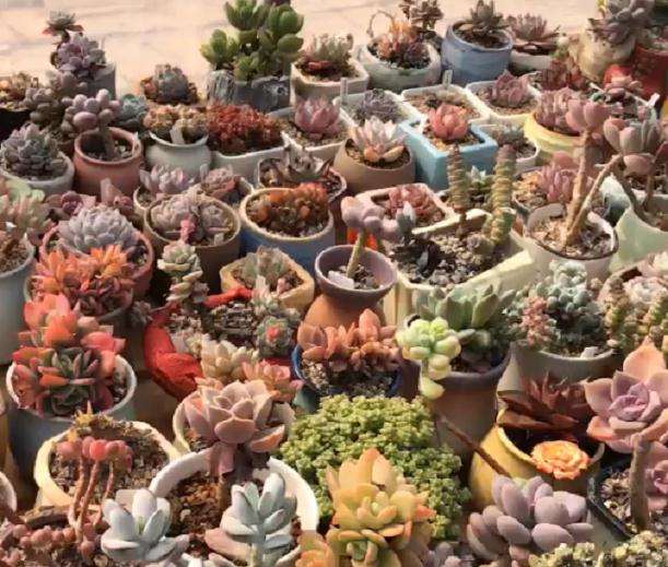 天津市北辰区的多肉大棚地址