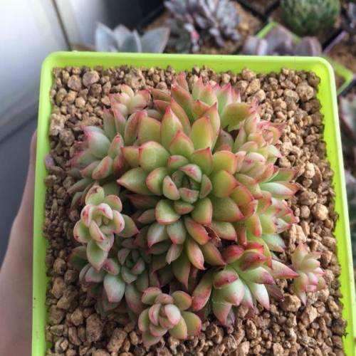 天津市北辰区的多肉大棚地址