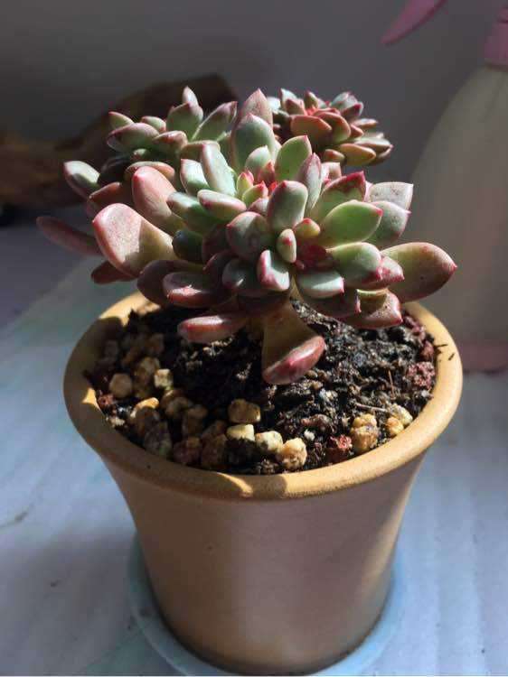 天津曹庄附近哪有多肉大棚