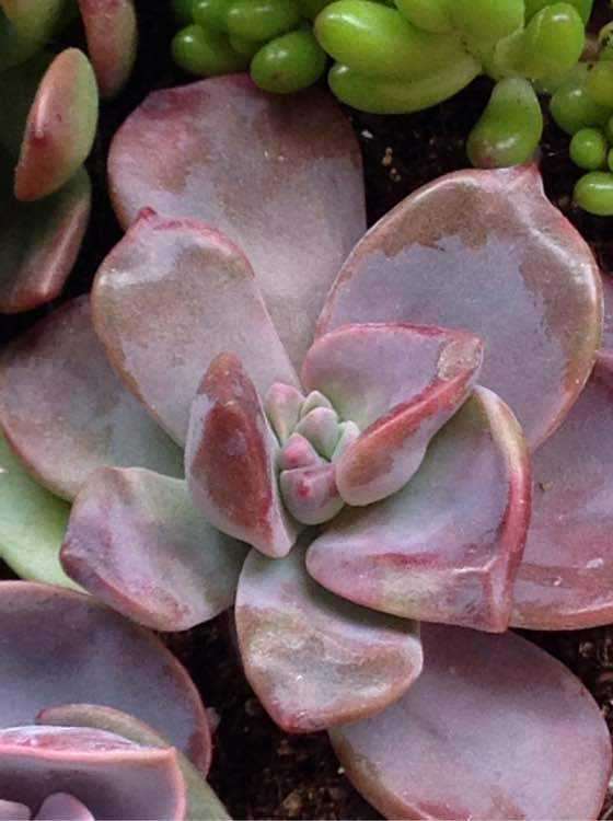 天津曹庄附近哪有多肉大棚